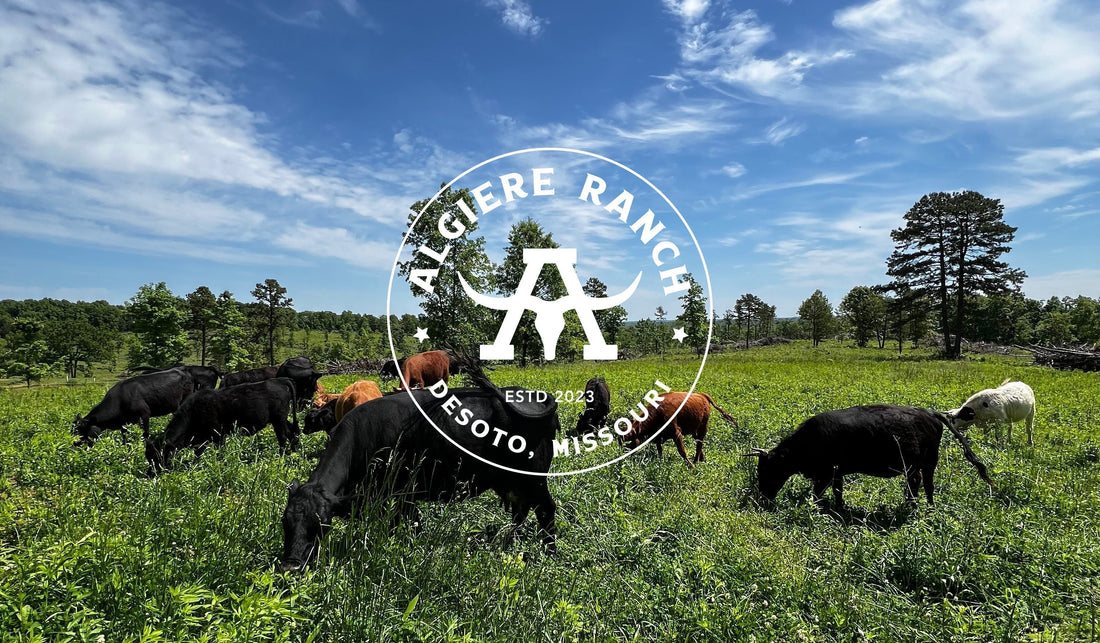 How We Started Our First-Generation Ranch: From City Life to 80 Acres