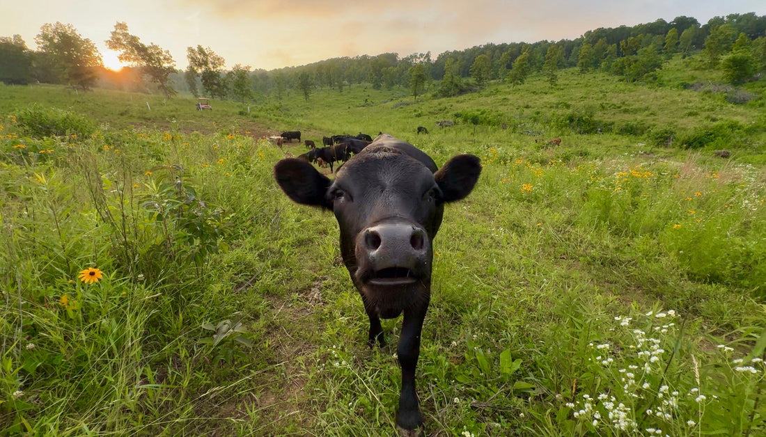 Bringing the Cattle Home: The First Herd, The First Lessons, and The First Real Wins