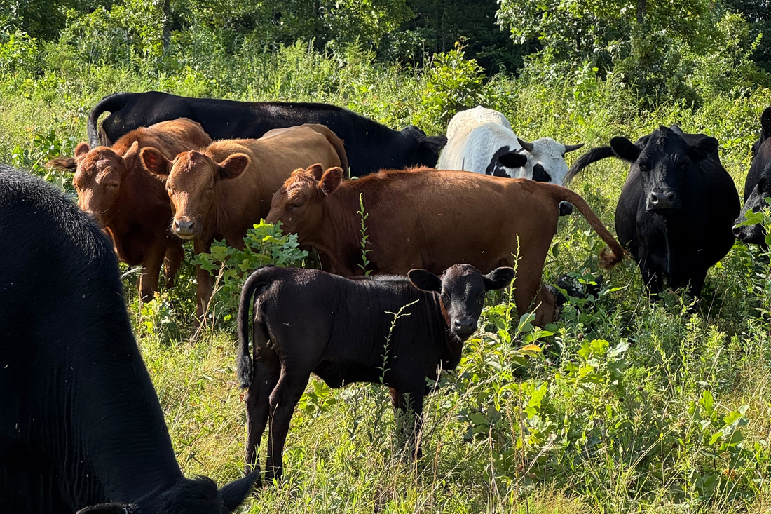 How We Chose the Right Cattle Breed to Start With (And Why It Mattered)