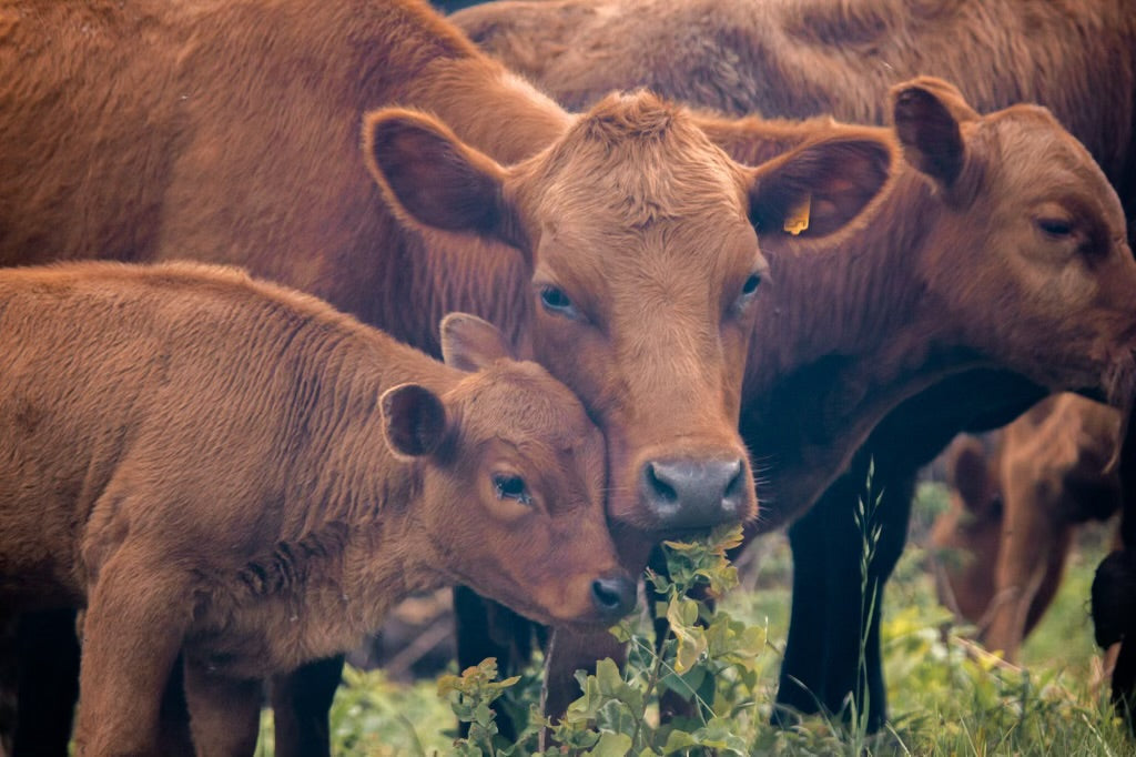 Dexter-influenced cow and calf standing with the early Algiere Ranch herd