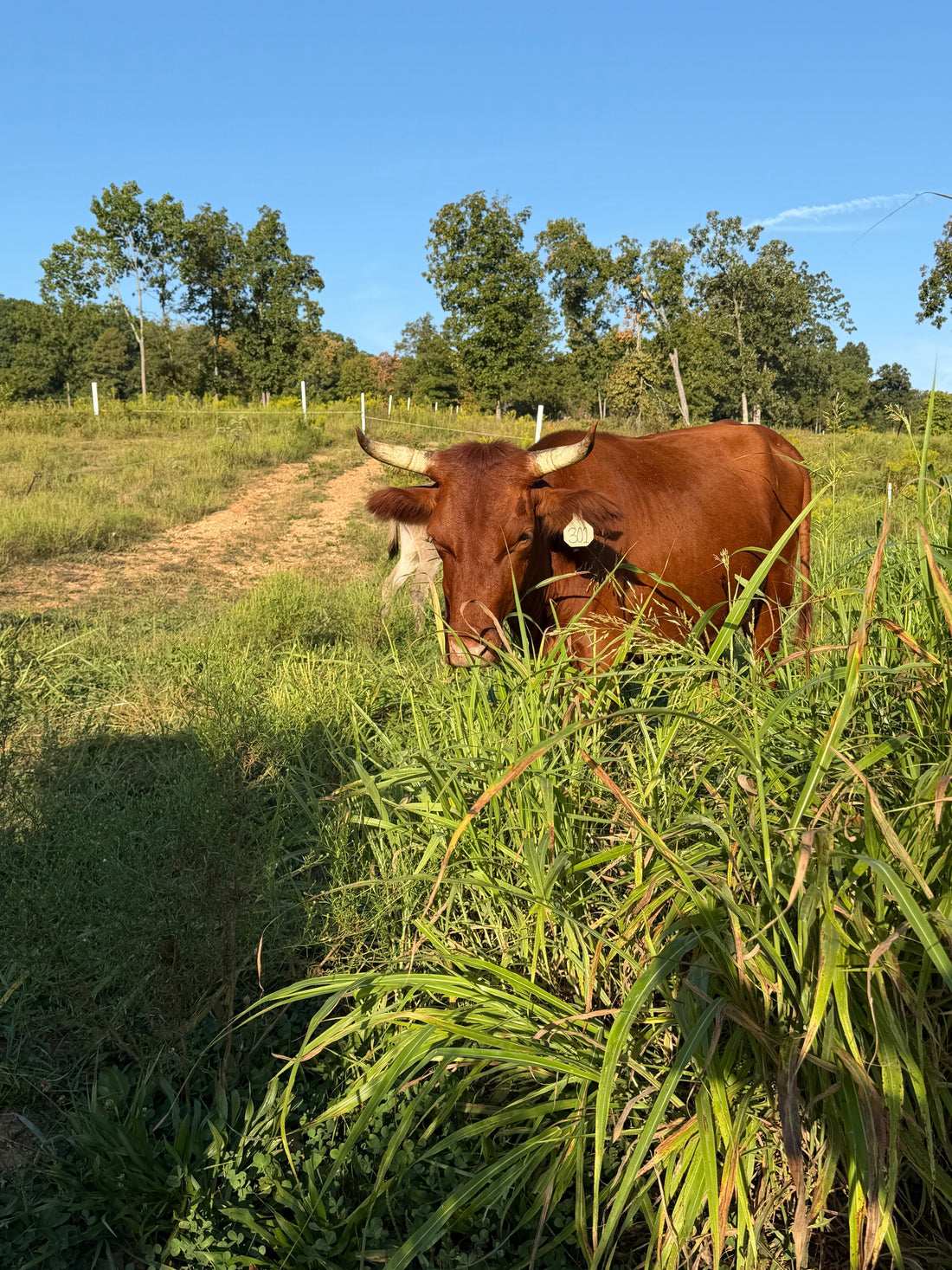 Red horned Pineywoods-influenced cow standing in tall pasture at Algiere Ranch
