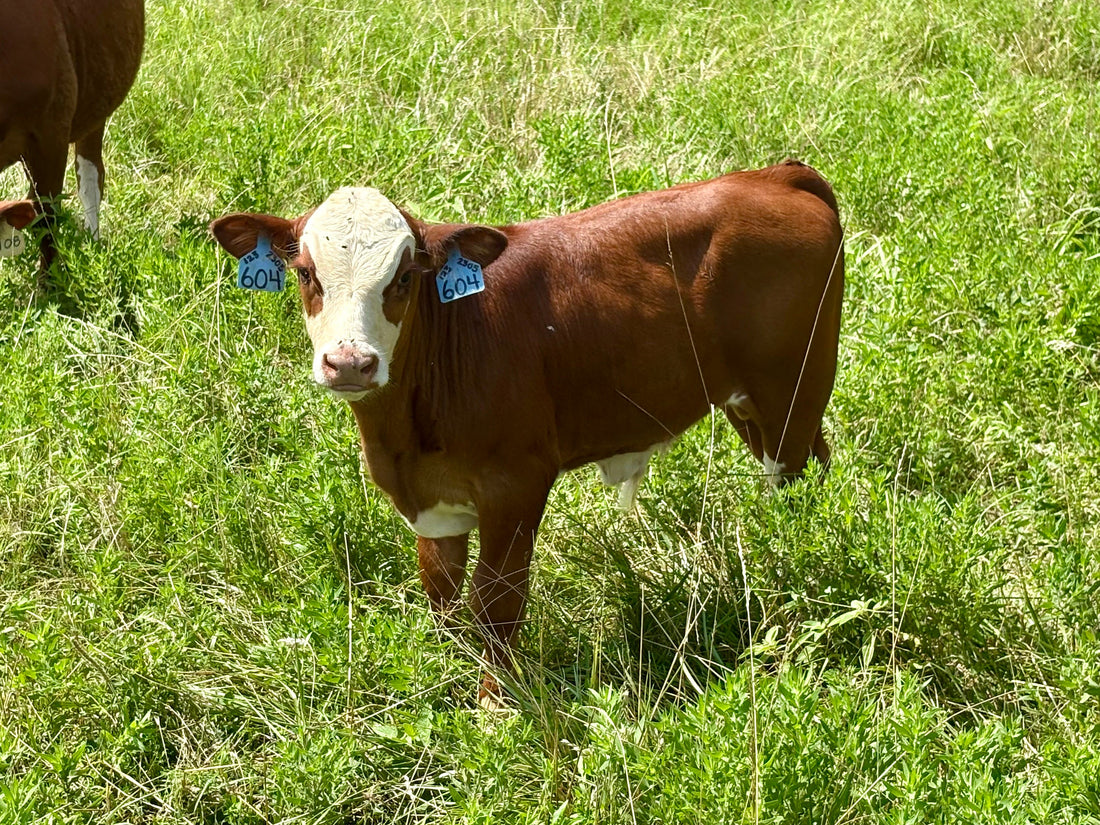 Red and white South Poll calf standing in green pasture at Algiere Ranch