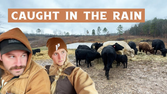 Algiere Ranch cattle gathered around hay during wet winter conditions in Missouri