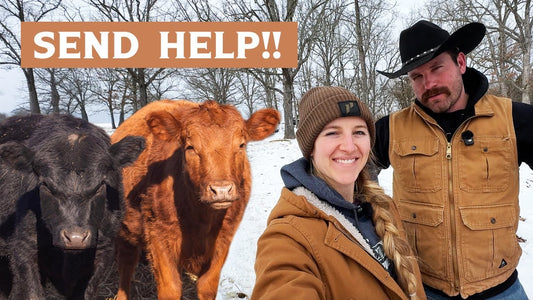 Two cattle standing beside Charlotte and Jay in a snow-covered Algiere Ranch pasture
