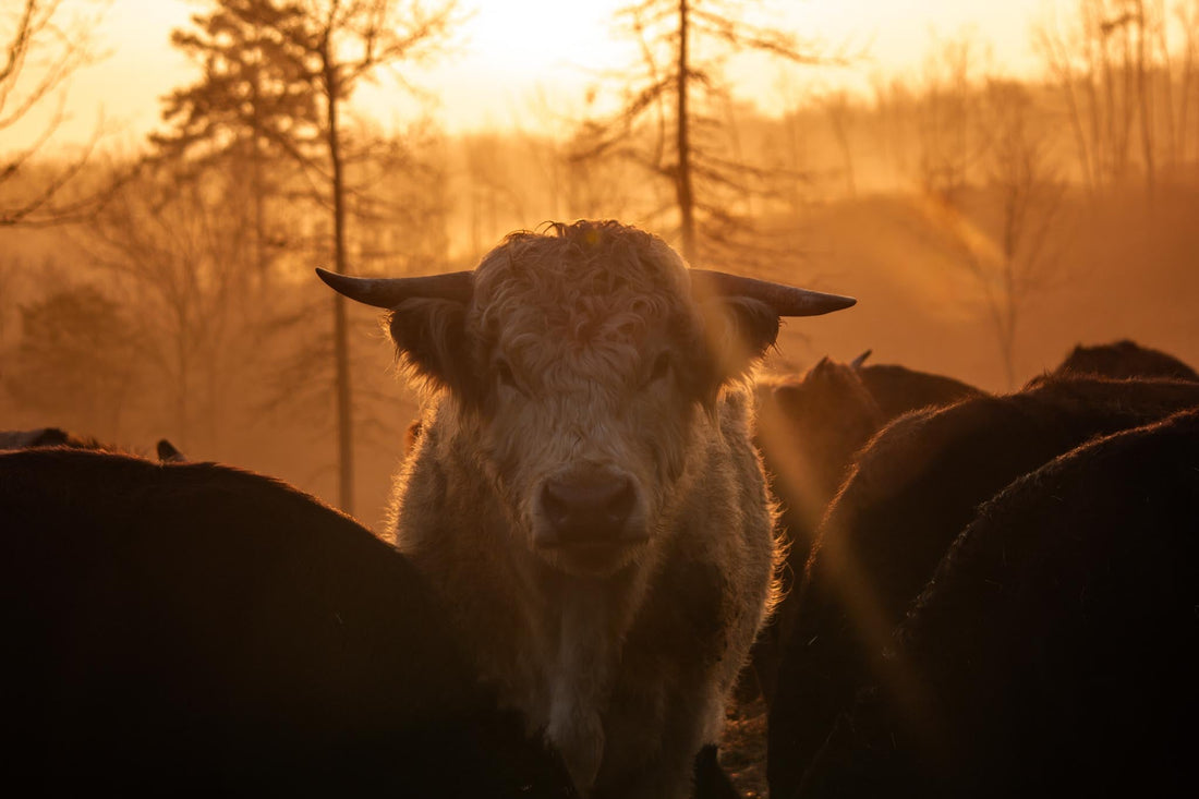 Tytus Reign, a majority-Highland HighPark bull, standing with the Algiere Ranch herd at sunset