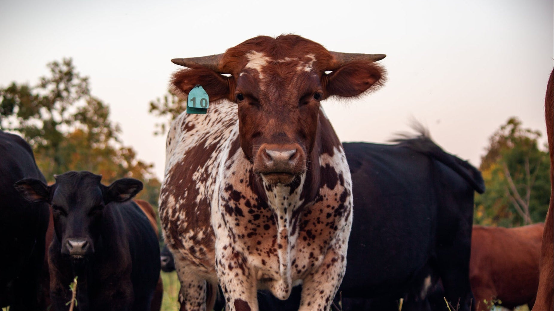 Cow with a tag on its ear standing among other cows in a field.